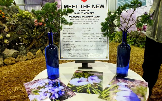 Voorbeelde van die nuwe spesie wat ontdek is en wat tydens die Cape Floral Kingdom Ekspo tentoongestel is